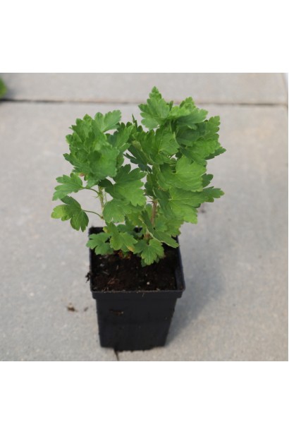 Аґрус Уайт Сміт - саджанець Р9